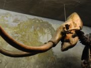 Unprecedented wave of large mammal extinctions linked to prehistoric humans