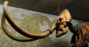 Unprecedented wave of large mammal extinctions linked to prehistoric humans