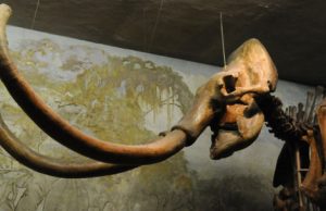Unprecedented wave of large-mammal extinctions linked to prehistoric humans Unprecedented wave of large mammal extinctions linked to prehistoric humans