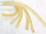 Using caffeine as a catalyst researchers create new gels for drug delivery