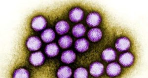 Viruss taste for unusual sugar could lead to new cancer treatments