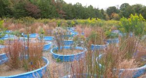 Warming climate could speed forest regrowth in eastern U.S.