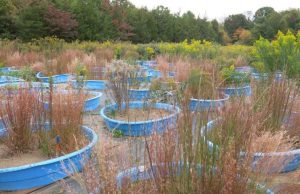 Warming climate could speed forest regrowth in eastern U.S. Warming climate could speed forest regrowth in eastern U.S.