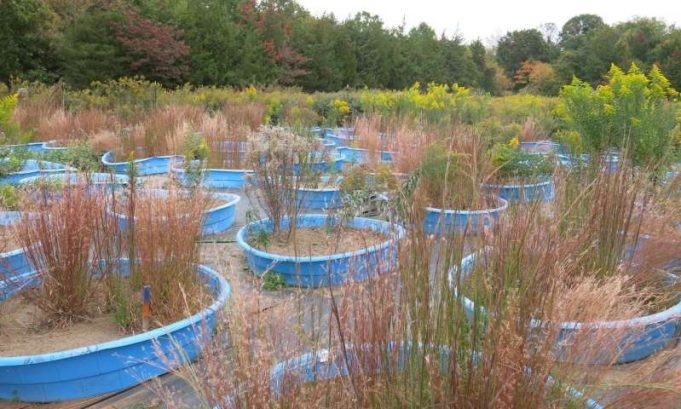 Warming climate could speed forest regrowth in eastern U.S.