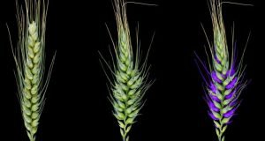 Wheat research discovery yields genetic secrets that could shape future crops