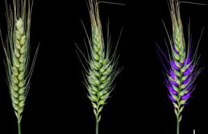 Wheat research discovery yields genetic secrets that could shape future crops Wheat research discovery yields genetic secrets that could shape future crops