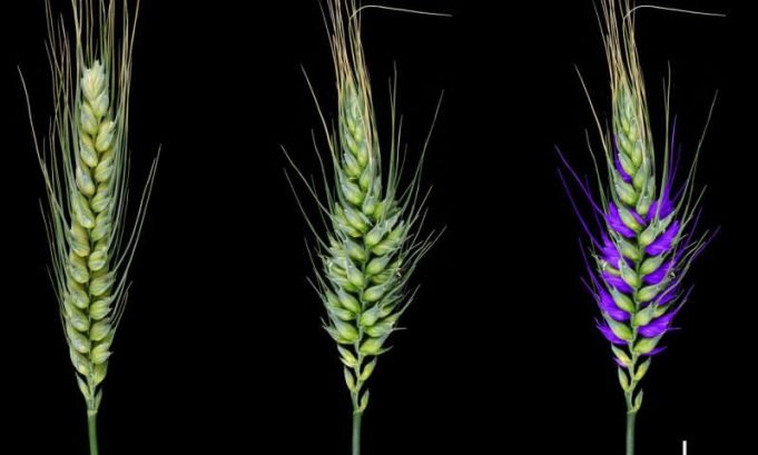 Wheat research discovery yields genetic secrets that could shape future crops Wheat research discovery yields genetic secrets that could shape future crops