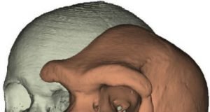 Why expressive brows might have mattered in human evolution