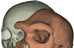Why expressive brows might have mattered in human evolution Why expressive brows might have mattered in human evolution