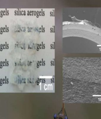 Worlds oldest insect inspires a new generation of aerogels