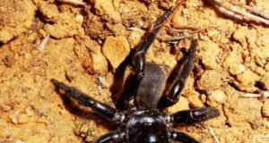 Worlds oldest spider discovered in Australian outback