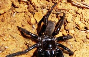 World’s oldest spider discovered in Australian outback Worlds oldest spider discovered in Australian outback