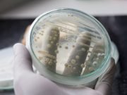 Yeast engineered to manufacture complex medicine Yeast engineered to manufacture complex medicine