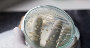 Yeast engineered to manufacture complex medicine