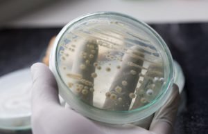 Yeast engineered to manufacture complex medicine Yeast engineered to manufacture complex medicine