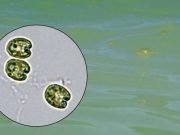 A new giant virus found in the waters of Oahu Hawaii