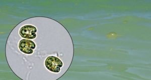 A new giant virus found in the waters of Oahu Hawaii