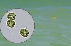 A new giant virus found in the waters of Oahu, Hawaii A new giant virus found in the waters of Oahu Hawaii