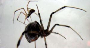 Brown widow male spiders prefer sex with older females likely to eat them afterwards