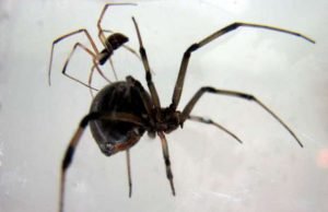 Brown widow male spiders prefer sex with older females likely to eat them afterwards Brown widow male spiders prefer sex with older females likely to eat them afterwards