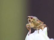 Mystery solved The bacterial protein that kills male fruit flies