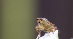 Mystery solved The bacterial protein that kills male fruit flies