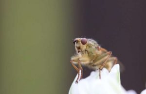 Mystery solved: The bacterial protein that kills male fruit flies Mystery solved The bacterial protein that kills male fruit flies