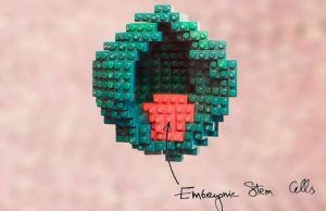 No sperm or egg required: mouse proto-embryo made in the lab No sperm or egg required mouse proto embryo made in the lab