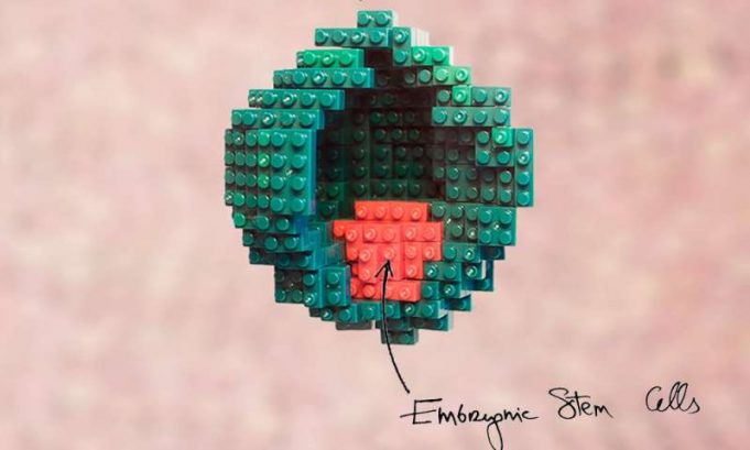 No sperm or egg required: mouse proto-embryo made in the lab No sperm or egg required mouse proto embryo made in the lab