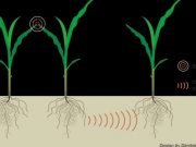 Plants can use underground communication to find out when neighbors are stressed