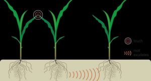 Plants can use underground communication to find out when neighbors are stressed