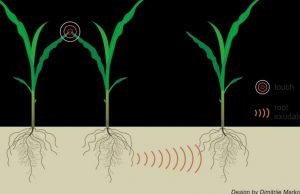 Plants can use underground communication to find out when neighbors are stressed Plants can use underground communication to find out when neighbors are stressed