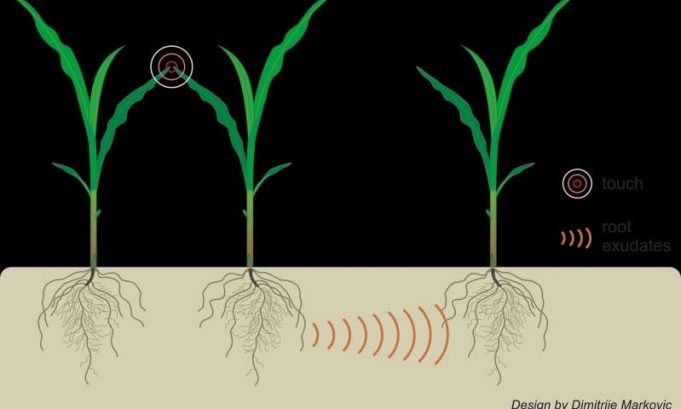 Plants can use underground communication to find out when neighbors are stressed Plants can use underground communication to find out when neighbors are stressed