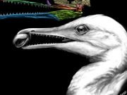 Scientists find the first bird beak right under their noses