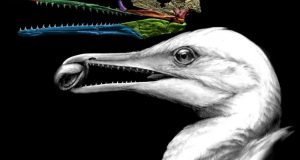 Scientists find the first bird beak right under their noses