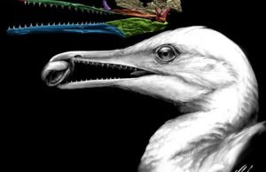 Scientists find the first bird beak, right under their noses Scientists find the first bird beak right under their noses