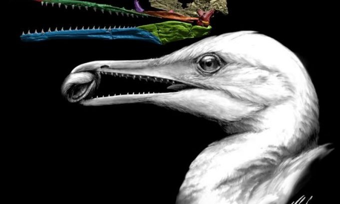 Scientists find the first bird beak, right under their noses Scientists find the first bird beak right under their noses