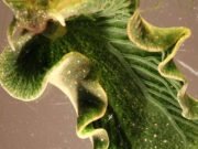 Solar powered sea slugs shed light on search for perpetual green energy