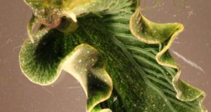 Solar powered sea slugs shed light on search for perpetual green energy