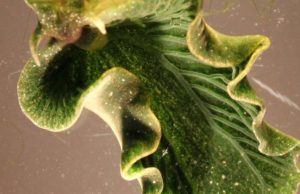 Solar powered sea slugs shed light on search for perpetual green energy Solar powered sea slugs shed light on search for perpetual green energy