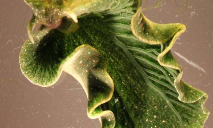 Solar powered sea slugs shed light on search for perpetual green energy Solar powered sea slugs shed light on search for perpetual green energy