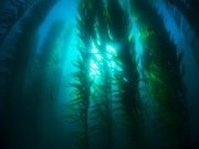 Weeds will take over from kelp in high CO2 oceans
