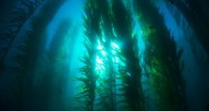 Weeds will take over from kelp in high CO2 oceans
