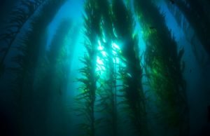 Weeds will take over from kelp in high CO2 oceans Weeds will take over from kelp in high CO2 oceans