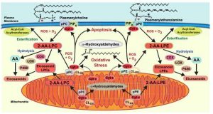 What happens to plasmalogens the phospholipids nobody likes to think about