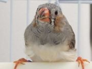 Zebra finches social experiences alter their genomic DNA changing ability to learn