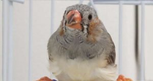 Zebra finches social experiences alter their genomic DNA changing ability to learn
