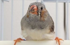 Zebra finches’ social experiences alter their genomic DNA, changing ability to learn Zebra finches social experiences alter their genomic DNA changing ability to learn