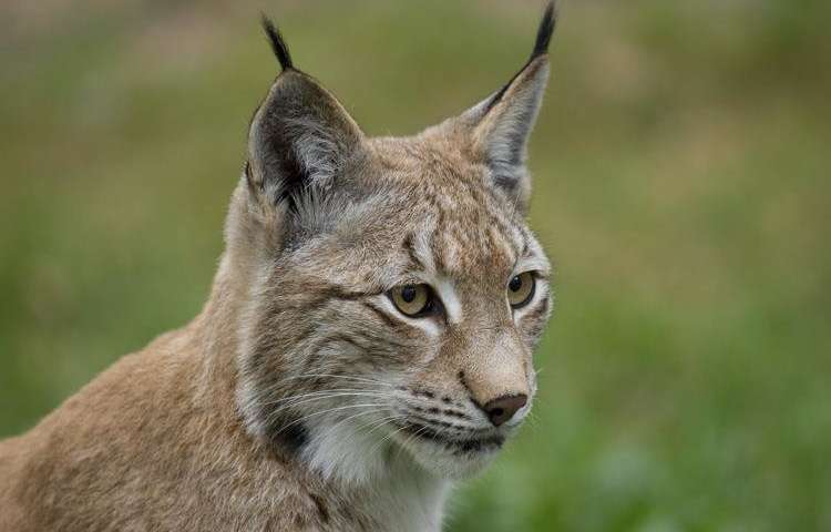 Lynxes in danger