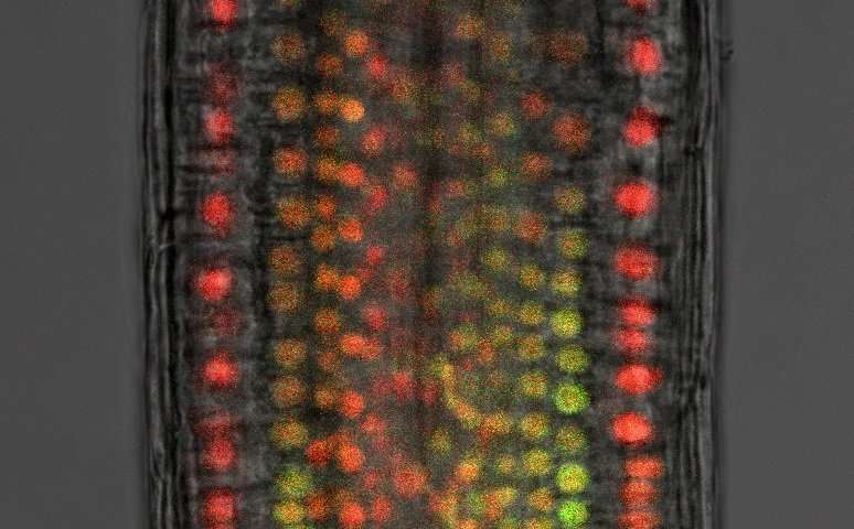 New mechanism for the plant hormone auxin discovered